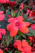 Impatiens Solarscape Orange Burst