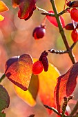 Winged spindle (Euonymus alatus) fruit in autumn