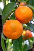 Clementines (Citrus x clementina) on the tree in November, Alpes-Maritimes, France