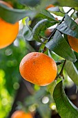 Clementine (Citrus x clementina) ripe on the tree in November, Alpes-Maritimes, France