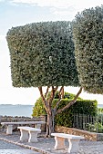Cylinder-pruned olive trees (Olea europaea), Alpes-Maritimes, France