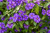 Blue Potato Bush (Solanum rantonnetii) flowering