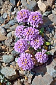 Spoon-leaved Candytuft (Iberis spathulata) in bloom. Habitat: limestone scree. Alpine stage, Pyrenean endemic. Atlantic Pyrenees. France