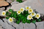 Alpine Buttercup (Ranunculus alpestris). Habitat: snow-combes, rock outcrops on limestone. Alpine level. Atlantic Pyrenees. France
