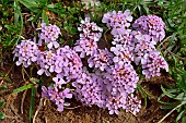 Spoon-leaved Candytuft (Iberis spathulata) in bloom. Habitat: limestone scree. Alpine stage, Pyrenean endemic. Atlantic Pyrenees. France