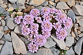 Spoon-leaved Candytuft (Iberis spathulata) in bloom. Habitat: limestone scree. Alpine stage, Pyrenean endemic. Atlantic Pyrenees. France