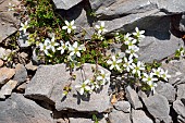 Fringed sandwort (Arenaria ciliata). Habitat: rocky alpine and subalpine grasslands on limestone. Atlantic Pyrenees. France