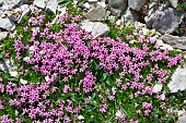 Cushion pink (Silene acaulis). Habitat: lawns and rocky ridges on limestone. Alpine stage. Atlantic Pyrenees. France