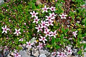 Purplish sandwort (Arenaria purpurascens). Habitat: scree and damp rock on limestone. Alpine level. Atlantic Pyrenees. France