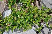 Pyrenean willow (Salix pyrenaica). Habitat: rocky grasslands on limestone. Subalpine level. Endemic to the Pyrenees. Atlantic Pyrenees. France