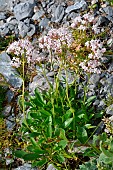 Apulian Valeriana (Valeriana globulariifolia). Habitat: limestone, subalpine and mountain crags. Pyreneo-Iberian endemic. Atlantic Pyrenees. France