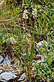 Alpine bistort (Polygonum viviparum). Habitat: lawns, rock gardens. Subalpine and Alpine levels. Atlantic Pyrenees. France