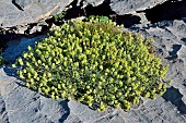 Hyssop-leaved mountain ironwort (Sideritis hyssopifolia). Habitat: rock gardens, especially on limestone. Subalpine and montane levels. Aragonese Pyrenees. Spain