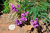 Oxytropis neglecta, Oxytropis pyrenaica