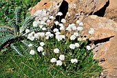 Thrift (Armeria pubinervis). Habitat: scree, rocky grasslands. Endemic to the western Pyrenees. Subalpine level. Aragonese Pyrenees. Spain