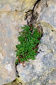 Wall rue (Asplenium ruta-muraria). Habitat: cracks in limestone rock. Montane and subalpine levels. Aragonese Pyrenees. Spain