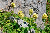 Yellow betony (Stachys alopecuros). Habitat: rocky grasslands on limestone. Subalpine level. Properties: tonic and stimulating. Root is slightly purgative. Aragonese Pyrenees. Spain