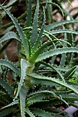 Aloe vera grown in aquaponics, Doubs, France