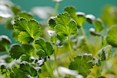 Coriander (Coriandrum sativum) grown in aquaponics, Doubs, France