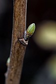 Blackcurrant (Ribes nigrum) bud in January