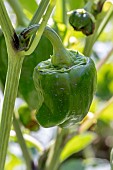 Sweet peppers (Capsicum annuum) unripe fruits in July