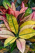 Croton (Codiaeum variegatum) Mrs. Iceton