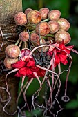 Wild cocoa (Herrania cuatrecasasiana) flowers