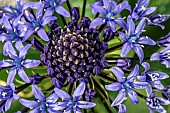 Portuguese squill (Oncostema peruviana), inflorescence detail