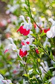 Baby sage (Salvia microphylla) Hot Lips, autumn flowering