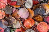 Pear tree (Pyrus communis) fallen leaves in autumn