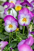 Horned Pansy (Viola cornuta) Deltini Rose Pink