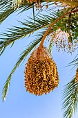 Canary Island Palm (Phoenix canariensis) fruits, Alpes-Maritimes, France