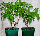 Potted raspberry bush from a garden centre, Sarthe, France