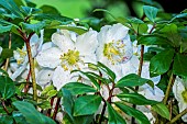 Black hellebore (Helleborus niger), flowers