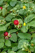 Mock strawberry (Potentilla indica)