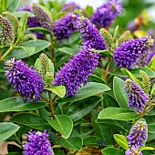 Shrubby Veronica (Hebe sp.) Ouessant