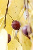 Common hackberry (Celtis occidentalis) fruit in autumn