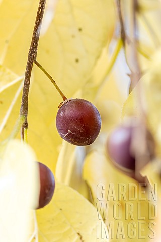Common_hackberry_Celtis_occidentalis_fruit_in_autumn