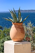Agave (Agave sp.) in a pot in front of the sea, Domaine du Rayol, Rayol-Canadel-sur-Mer, Var, France