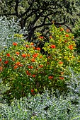 Cape honeysuckle (Tecomaria capensis) in flower, Domaine du Rayol, Rayol-Canadel-sur-Mer, Var, France