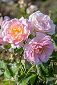 Rose Felicia, moschata hybrid