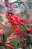 Heavenly bamboo (Nandina domestica) fruits in late autumn