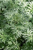 Wormwood (Artemisia absinthium) leaves in spring