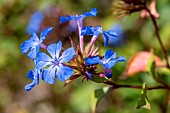 Chinese plumbago (Ceratostigma willmottianum) flowers