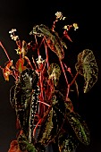 Begonia larvata from Guangxi Province in China