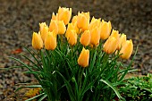 Botanical tulip (Tulipa batalinii) from Uzbekistan