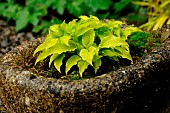 Dwarf hosta in a stone trough in a garden