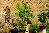 Bonsai of Larch, Boxwood and Spruce in a garden in Brittany, France