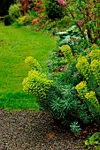 Euphorbia (Euphorbia characias wulfenii)