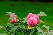 Isabelle Rivière tree peony P. suffruticosa 1975